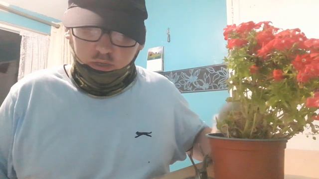 Why do indoor plants lean смотреть онлайн