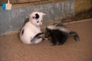 Кошки, котята - Домашние животные. Смешные, красивые и милые..