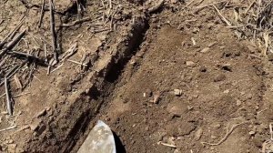Продолжаем сеять рапс по технологии no-till