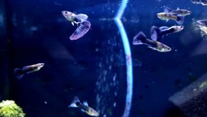 Породистые Гуппи подросли. Что дальше?