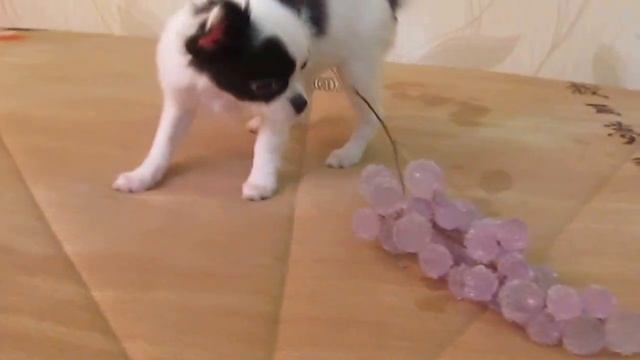 Щенок чихуахуа играет с рукой смотреть онлайн