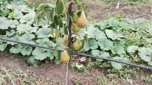 Груша сорту "Вересневе Дево" в моєму домашньому саду. 10 вересня 2022 року.