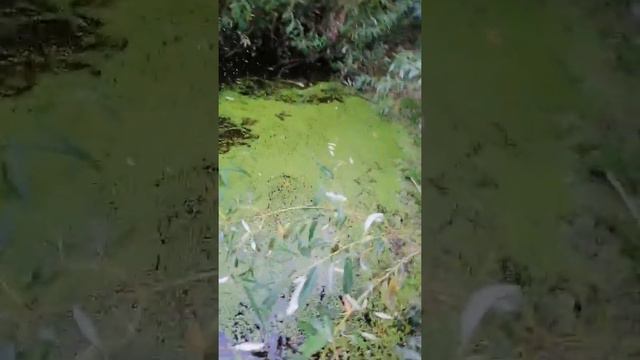 Прогулка в ~28 км. 4 августа 2020г. С 14.00 до 22.30. смотреть онлайн