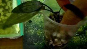 Розсадка аквариумных растений   Криптокорина понтедериеволистная  Cryptocoryne pontederiifolia