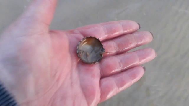 НАШЛИ коробку от ПИСТОЛЕТА, а ТАМ...!! НАХОДКИ на пляже 2020 смотреть онлайн