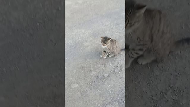 Я котика нашёл! но он потом меня зачем-то бил но он первый начал смотреть онлайн