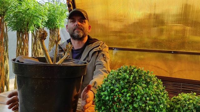 Саженцы сортовой ивы МАЙ 2021/Exotic Tree смотреть онлайн