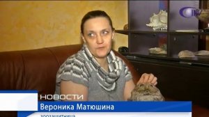 Почему не стоит держать дома сову