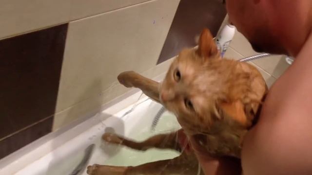 Как правильно мыть кота 2 смотреть онлайн