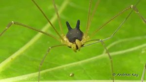 Обитатель эквадорских лесов - «сенокосец-кролик»