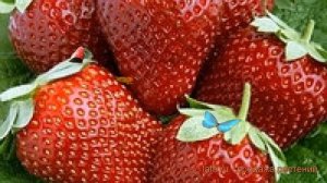Земляника садовая Магнус (fragaria ananassa magnus) ? обзор: как сажать, рассада земляники Магнус