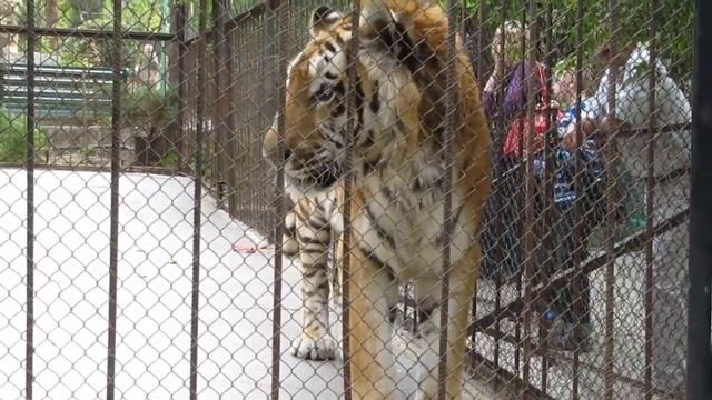 Ялтинский зоопарк "Поляна сказок" смотреть онлайн