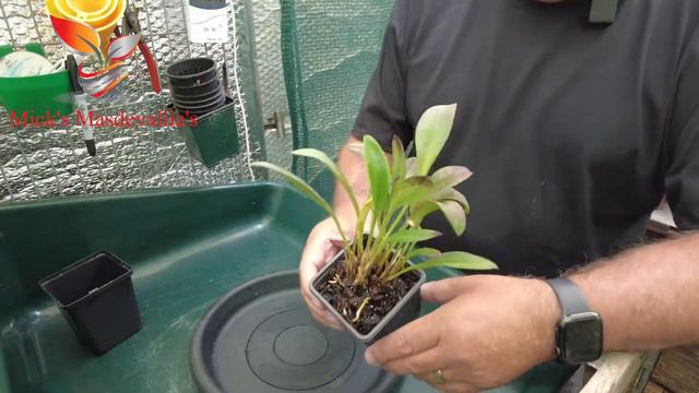 Masdevallia Orchid Care (105) смотреть онлайн