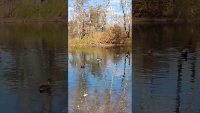 осень кормлю диких УТОЧЕК , в городском парке