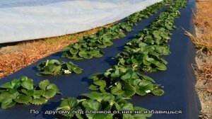 Как выбрать пленку для посадки клубники
