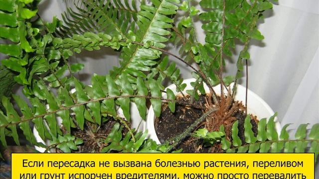 Папоротник комнатный (уход,пересадка,размножение) смотреть онлайн