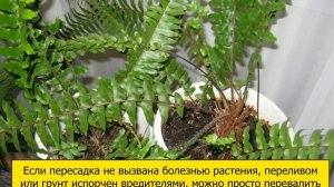 Папоротник комнатный      (уход,пересадка,размножение)