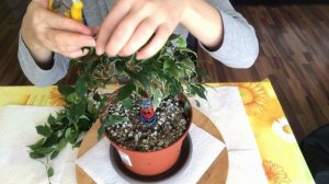 БОНСАЙ из фикуса Бенджамина в домашних условиях. Формирование кроны. Часть IV