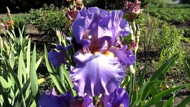 Ту зе Поинт ирисы высокие смотреть онлайн