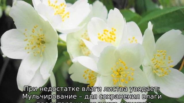 Цветок жасмин: описание, как выглядит, сорта, характеристики