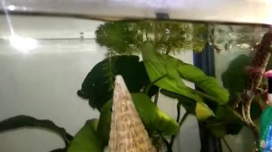 Тритон испанский. Болезни аквариумных рыбок.