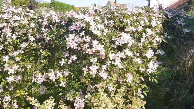 Klematis смотреть онлайн