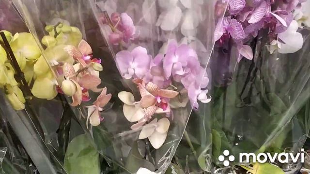 Море орхидей в ОБИ, МЕГА БЕЛАЯ ДАЧА???#орхидеи#оби#мега# смотреть онлайн