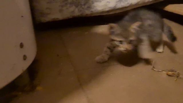 Котенок