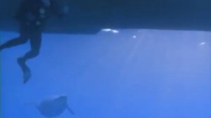 Прогулки с морскими чудовищами.avi