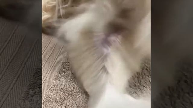 OMGReady To Use Grooming Spray смотреть онлайн