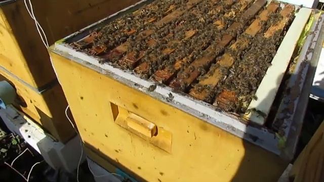 расширение семьи пчел в мае рамками с пластиковой вощиной