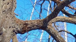 Пение Птиц.Звуки Зимних Птиц. Синицы. Сойка. Поползень. #музыкадлясна