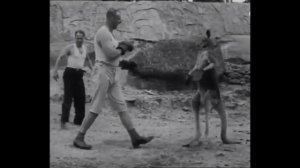 Немое кино / БОКС С КИНГУРУ 1930 г