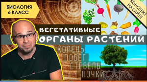 Корень растения. Строение стебля. Побег и почки. Биология 6 класс. Вегетативные органы растений