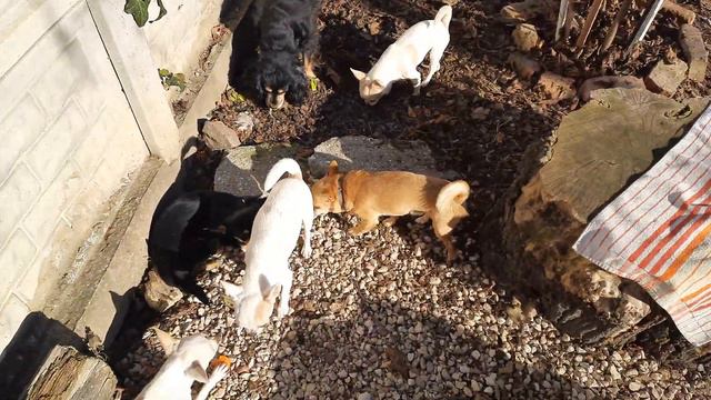 ❗давайте жить дружно❗ питомник собак чихуахуа Кастропуло Крым Россия смотреть онлайн