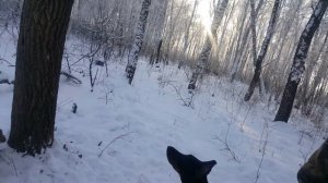 Карело-финская лайка и Доберман охота на куницу