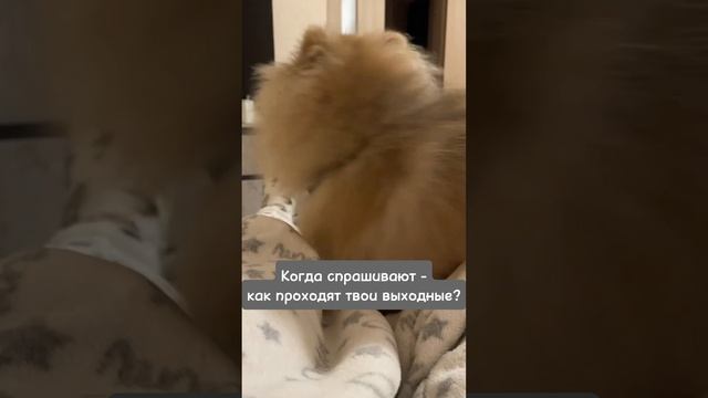 Активисты по жизни? #животные #питомцы #блог #собака #щенок #померанскийщпиц #шпиц #милота #мими смотреть онлайн