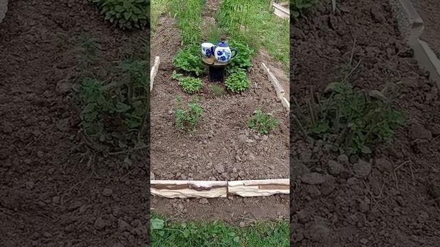 Чайный садик 04.08.2021 смотреть онлайн