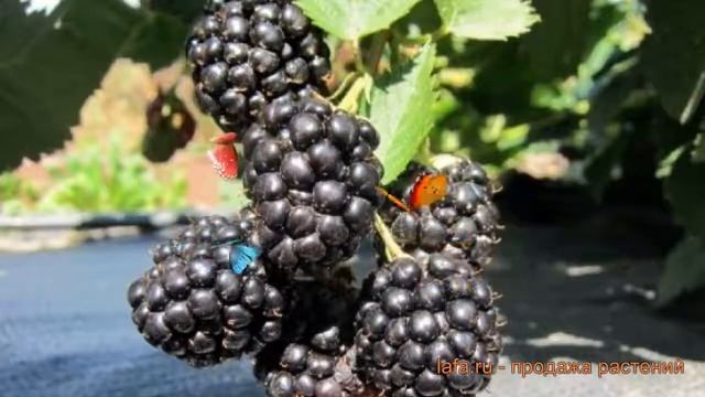 Ежевика обыкновенная Трипл Краун (triple crown) ? обзор: как сажать, саженцы ежевики Трипл Краун смотреть онлайн