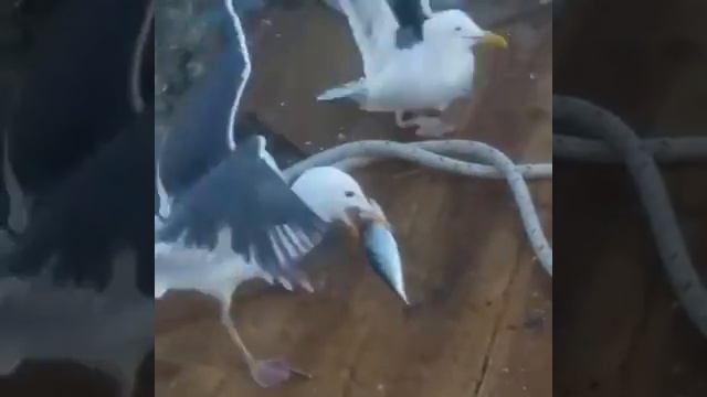 Чайка отнимает у другой чайки рыбу смотреть онлайн