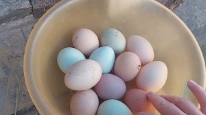 Чем кормить, чтобы курица неслась? От чего зависит цвет и вкус желтка? Инструменты.