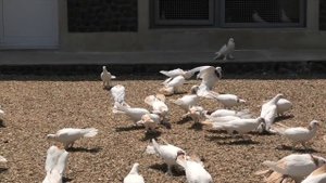 Бакинские Широкохвостые голуби Кулиева Ильхама в Баку!