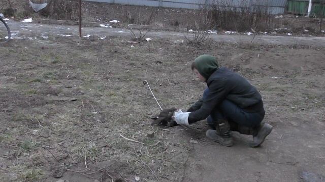 Притравка ястреба перепелятника самки, на голубя сизаря смотреть онлайн