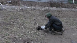 Притравка ястреба перепелятника самки, на голубя сизаря