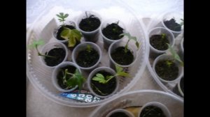 маракуя Северная 4 способа размножения