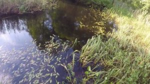 РЫБАЛКА В ПСКОВСКОЙ ОБЛАСТИ, НЕИЗВЕСТНАЯ РЕКА!!!