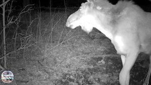 Лосинная тропа. Что кушают лоси зимой в лесу. Съёмка на фотоловушку