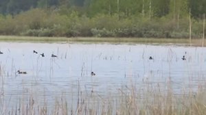 Охота на уток. Как манить селезня