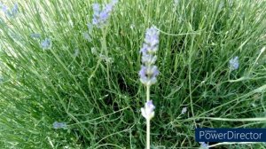 🍀 Lavanda (Lavandula angustifolia Mill.). 🍀