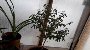 Экстракт ивы (РАДИГРИН) для черенков МИРТА.